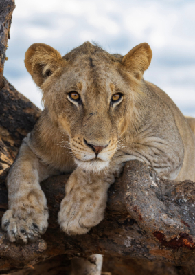AllSun Travel - Safari Experience